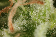 Kish marijuana seeds