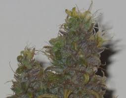 Knights Templar seeds