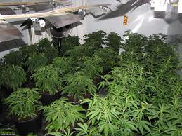 Deadman marijuana seeds
