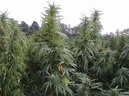 KRYSTALS STAR seeds