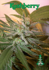 Kushberry DNA feminized single seeds