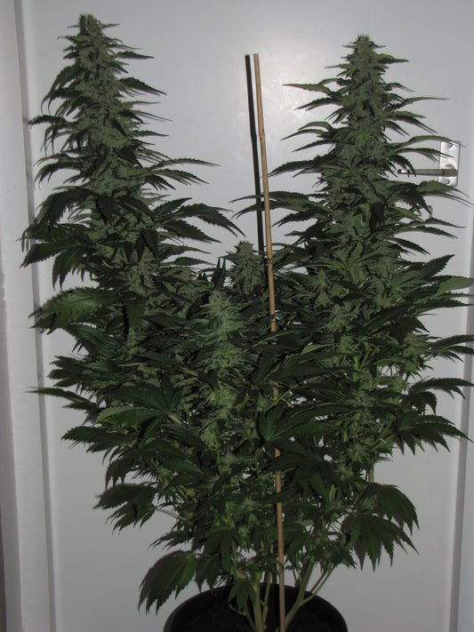 Kushdee allstar genetics seeds