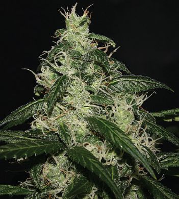 LA Cheese royal genetics cannabis cup winner seeds