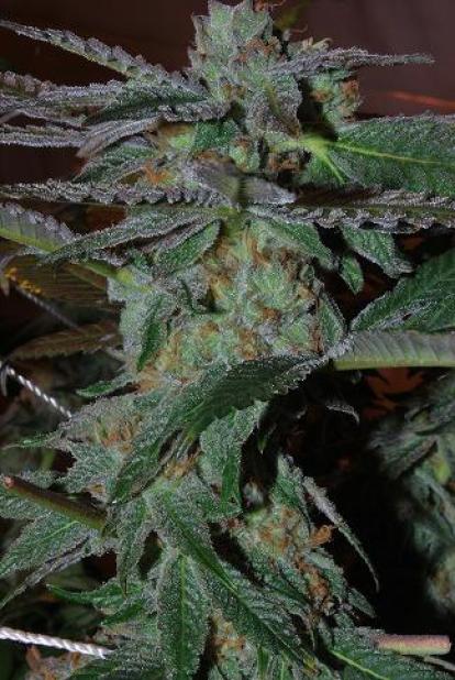 Graines de cannabis Laïka