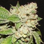 Larry Og Kush seeds