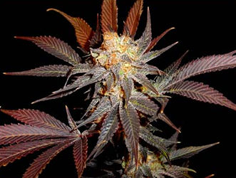 Lavender feminized