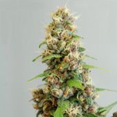 Le Fruit Defendu Feminized seeds