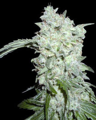 Afgani Kush marijuana seeds