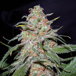 Lemon Skunk marijuana seeds