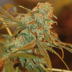 Lemon Skunk feminised marijuana seeds