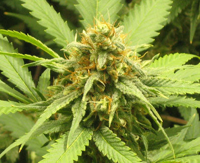 lollypop marijuana seeds