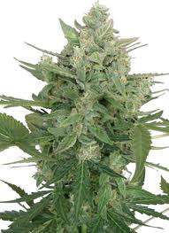 Seeds Low Dwarf Autoflowering Feminized