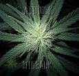 Lowlife Automatic Blueberry feminized