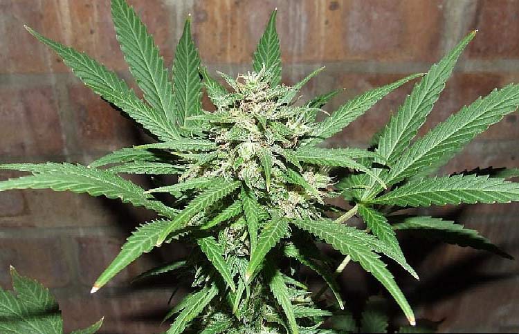 Lowlife Auto Great White Shark seeds