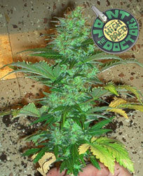 joint doctors lowryder