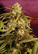 love potion #1