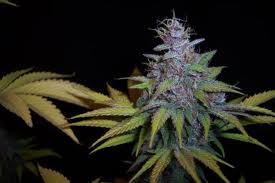 magenta 99 cannabis seeds