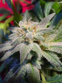 Magic Bud