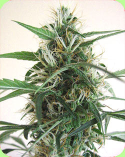 Malawi 99 graines de marijuana