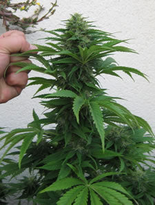 Semillas de cannabis Manga Rosa