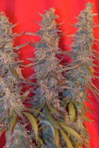 maroc female