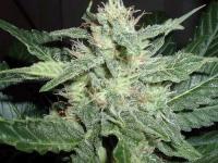 Masterlow marijuana seeds