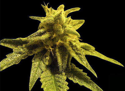 Mazar Kush marijuana seeds