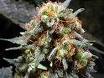 Medijuana marijuana seeds