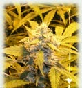 Medusa all female cannabis seeds