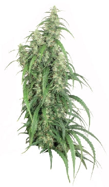 Mekong high cannabis seeds