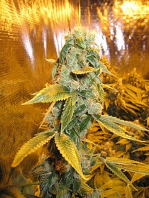 Moondawg marijuana seeds