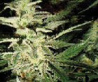 Cannabis Seeds Morning glory
