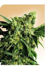 Mr Nice G13 x Hashplant single seeds