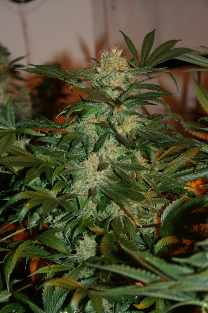 mystic gem cannabis seeds