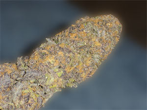 Nagasaki Nightmare seeds