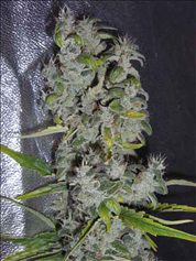 Nefertiti feminised seeds