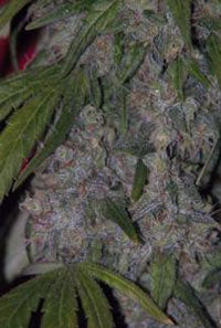 neville haze hybrid