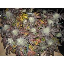 nev blackberry feminized seeds