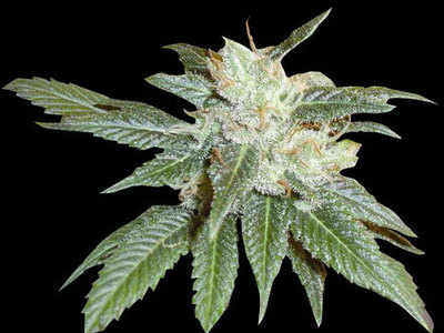 New York 47 marijuana seeds