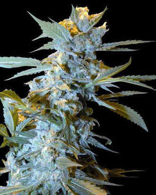New York Special cannabis seeds