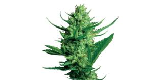 Night Queen marijuana seeds