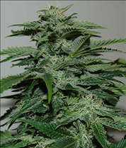 Northern light 15 feminised seeds
