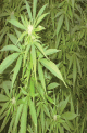 Northern Bubble cannabis seeds