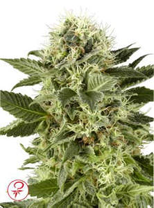 Northern lights feminized