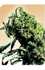 Northern Lights 5 x haze single seeds