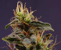 NYC Diesel feminized