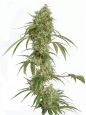 Oceans twelve haze seeds