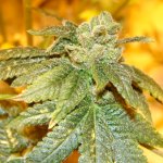 OGiesel marijuana seeds