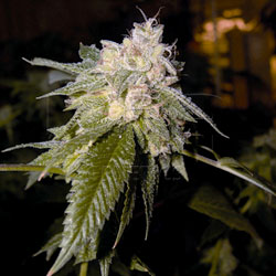 OG Kush feminized seeds
