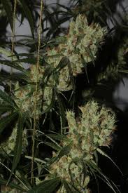 Oldtimes marijuana seeds